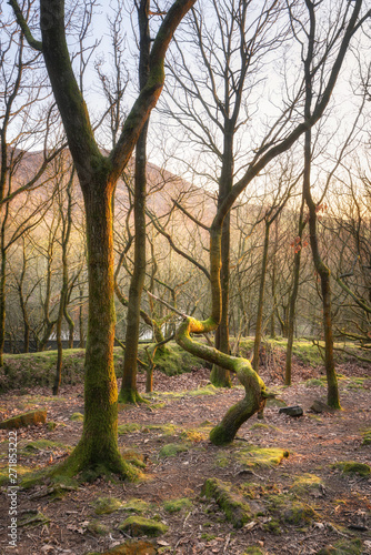 Wooded hillside with moss-covered rocks and crooked birch trees near Ashton under Lyne, Greater Manchester, UK. photo