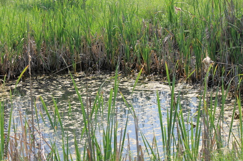 reeds in the mini garden lake
