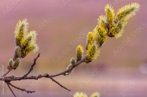 In the spring, beautiful fluffy yellow buds bloomed on the willow branches.