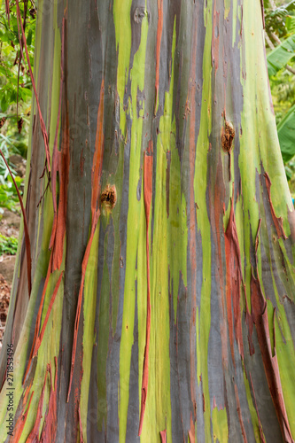 Colorful Rainbow Bark Eucalyptus tree photo