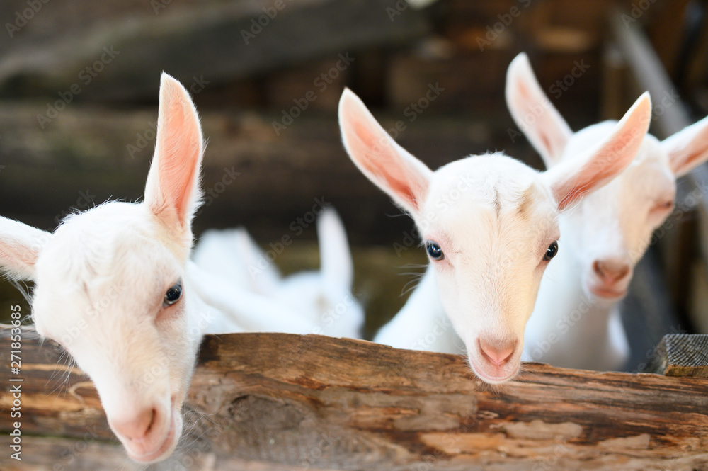 Fototapeta premium little white goats standing in wooden shelter and looking at the camera. 