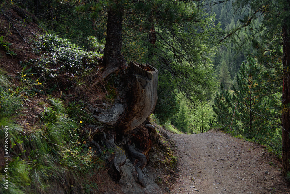 Livigno, Italy: beautiful forest path for hiking and cycling, pine forest, landscape wallpaper, travel photography