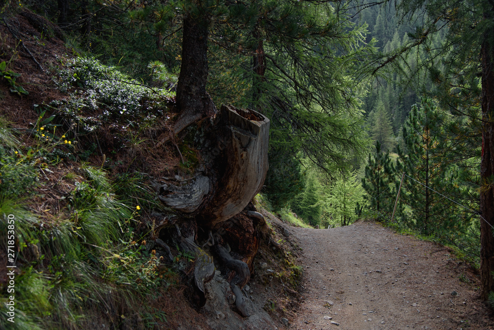 Livigno, Italy: beautiful forest path for hiking and cycling, pine forest, landscape wallpaper, travel photography Livigno, Italy: beautiful forest path for hiking and cycling, pine forest, landscape wallpaper, travel photography