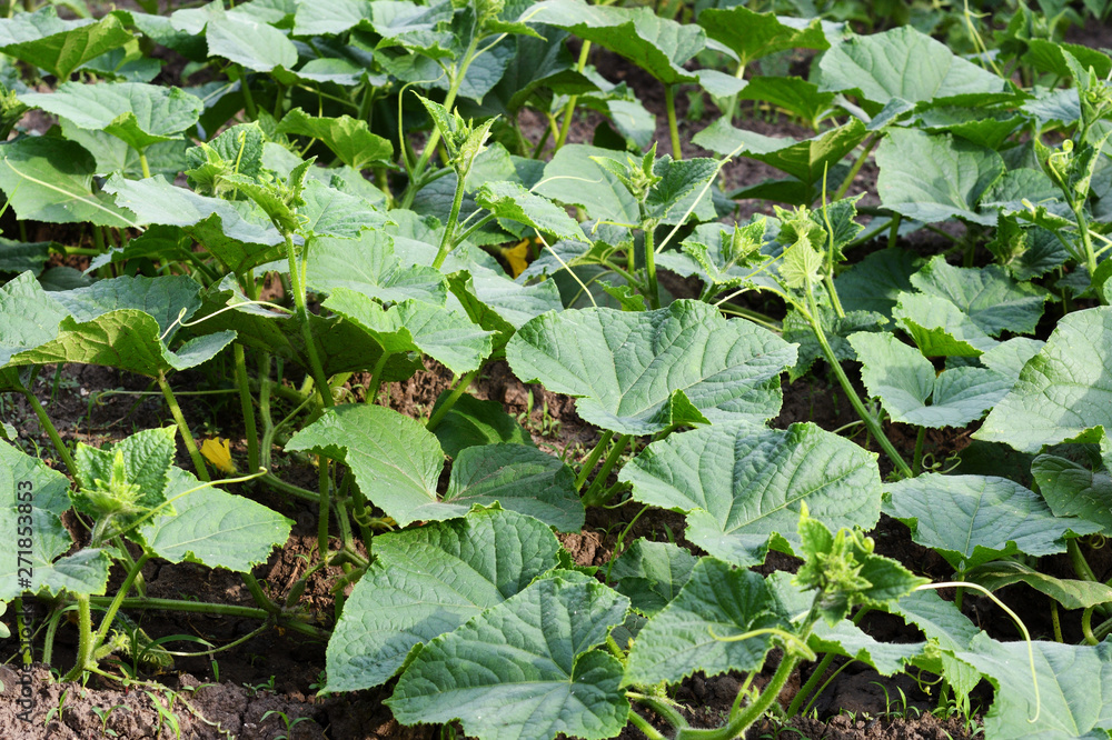 Fototapeta premium Cucumber plants growing in garden