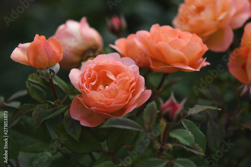 Beautiful coral roses in garden
