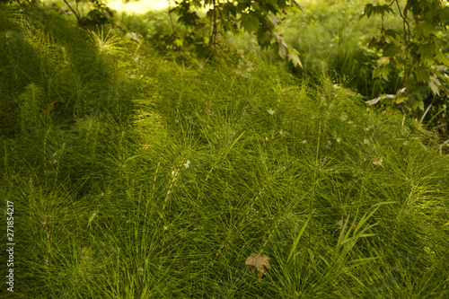green grass in the forest