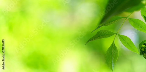 Panoramic view of green leaves on green bokeh background  Natural green background  peach tree leaf