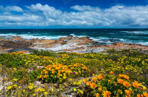 Εκτύπωση καμβά Wildflowers, Cape Columbine Nature Reserve, West Coast Peninsula, Western Cape p
