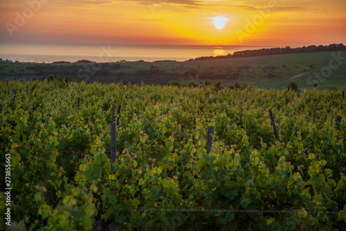 evening landscape, sunset on the background of the vineyards by the sea
