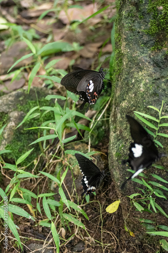 Black and White Helen butterfly color from Thailand