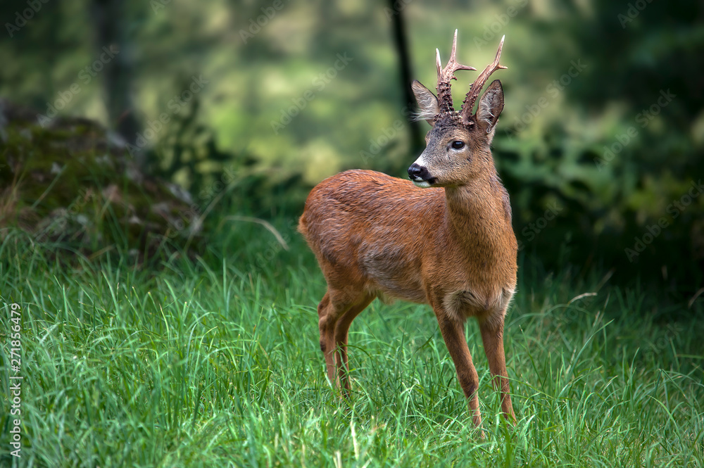 chamois in freedom attentive to any movement chamois in freedom attentive to any movement