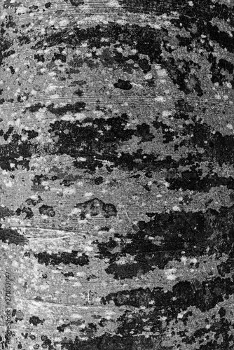 Tree bark multi textured tree 