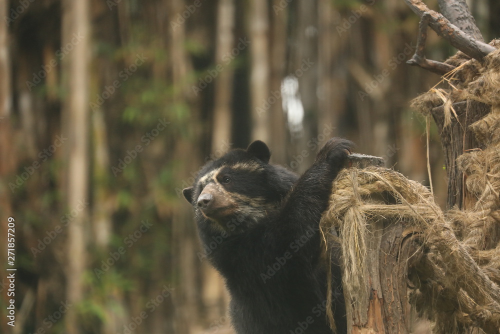 oso de Anteojos Andean Bear oso de Anteojos Andean Bear