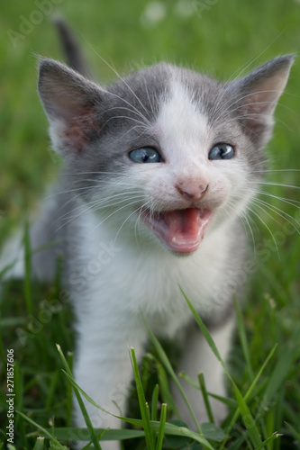 Funny Portrait of Happy Smiling  Young Grey Cat Gazing with opened Mouth and big eyes .Cute American shorthair cat kitten 