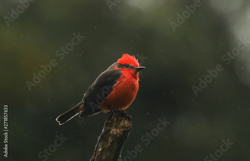 A red small bird cardenal is seen with a green backroung in Lima, Peru photo