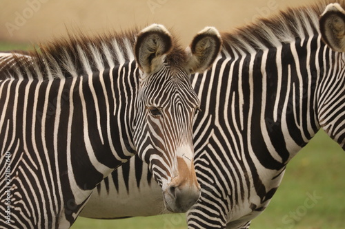 zebras