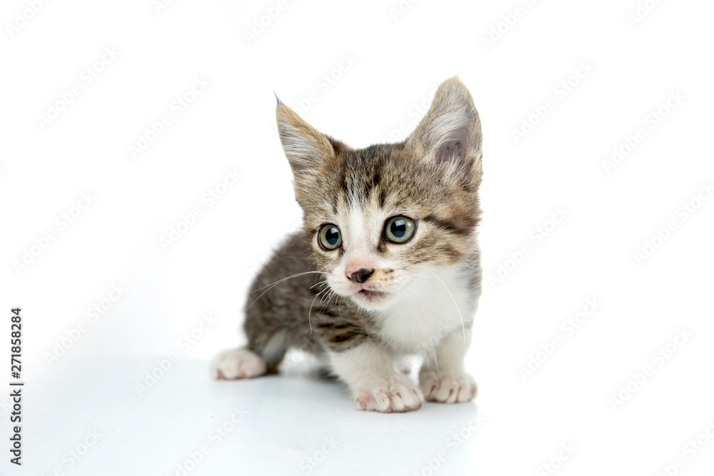 scared baby kitty on white background green eyes
