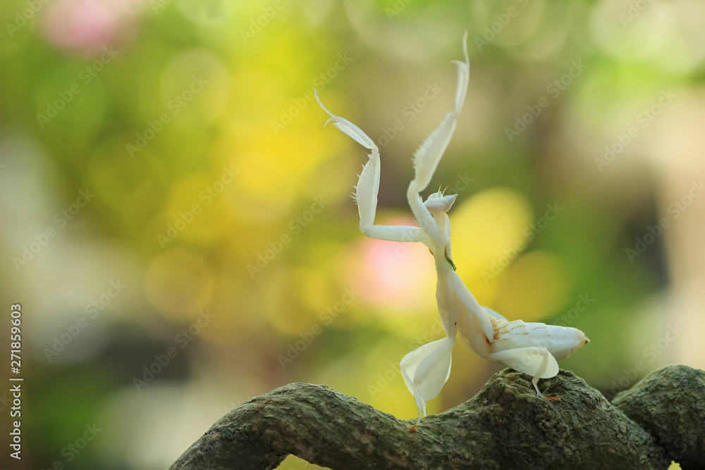 Orchid Mantis ( Hymenopus Coronatus ) Beautiful Insects From Indonesia ...