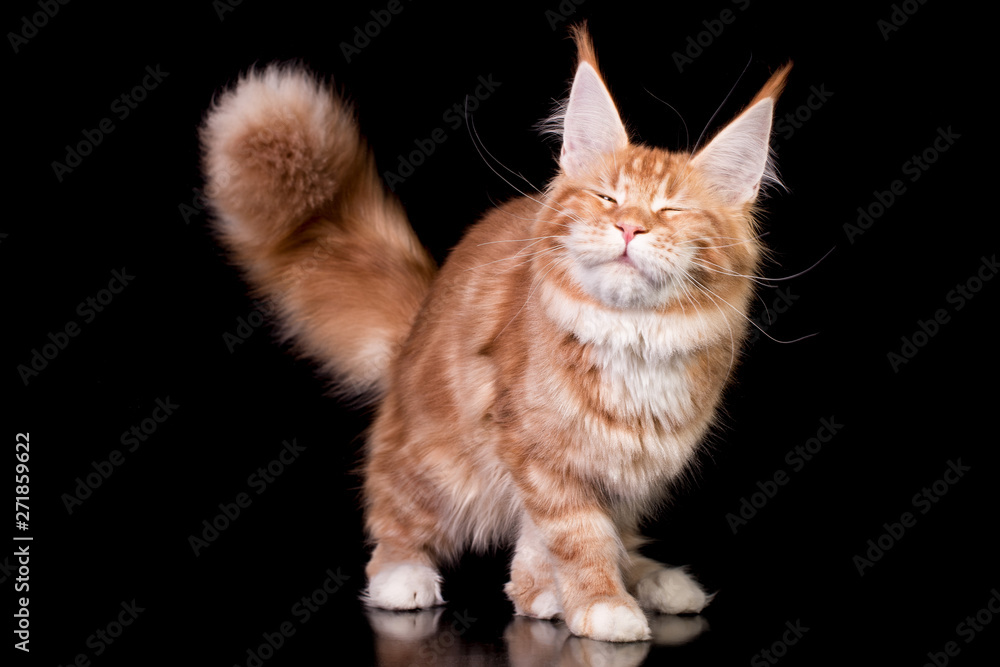 Adorable cute maine coon kitten on black background in studio, isolated.