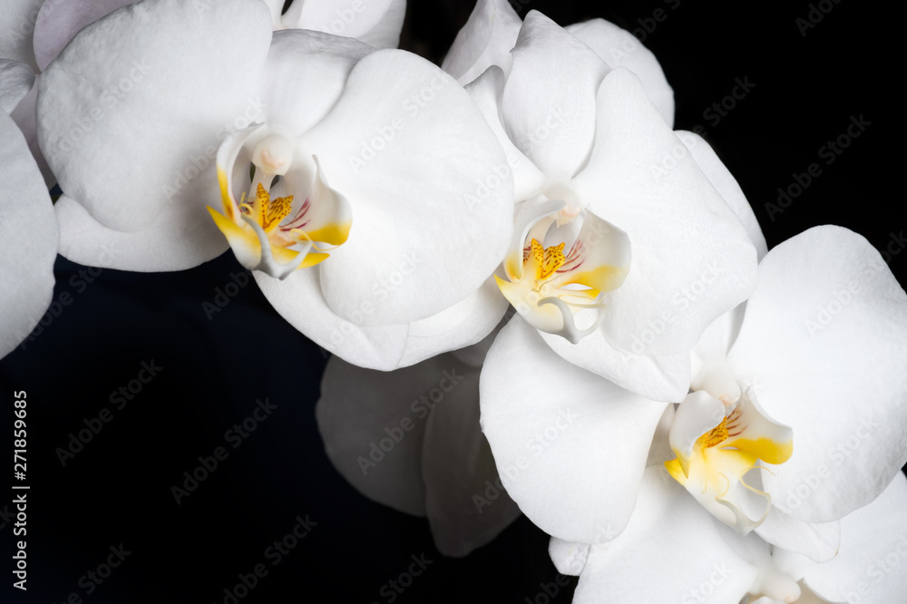 Fototapeta premium White beautiful orchid on around black background
