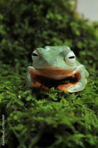 the tree frog prepares to get up from his sleep ( rhacophorus reinwardtii ) 