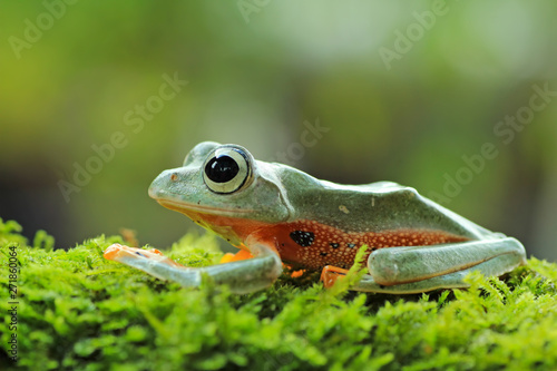 tree frog, java tree frog, flying frog sitting on moss ( rhacophorus reinwardtii ) © Agus Gatam