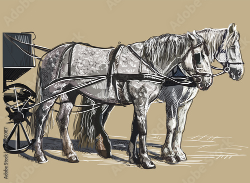 Colorful vector harness horses