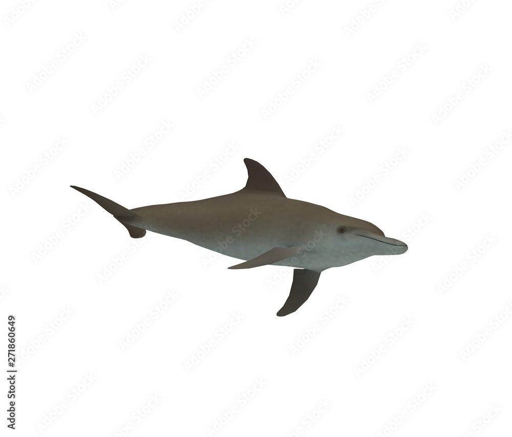 Dolphin isolated on white 3D Rendering Dolphin isolated on white 3D Rendering