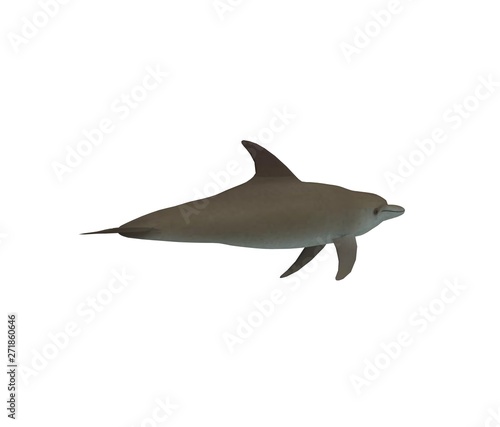 Dolphin isolated on white 3D Rendering
