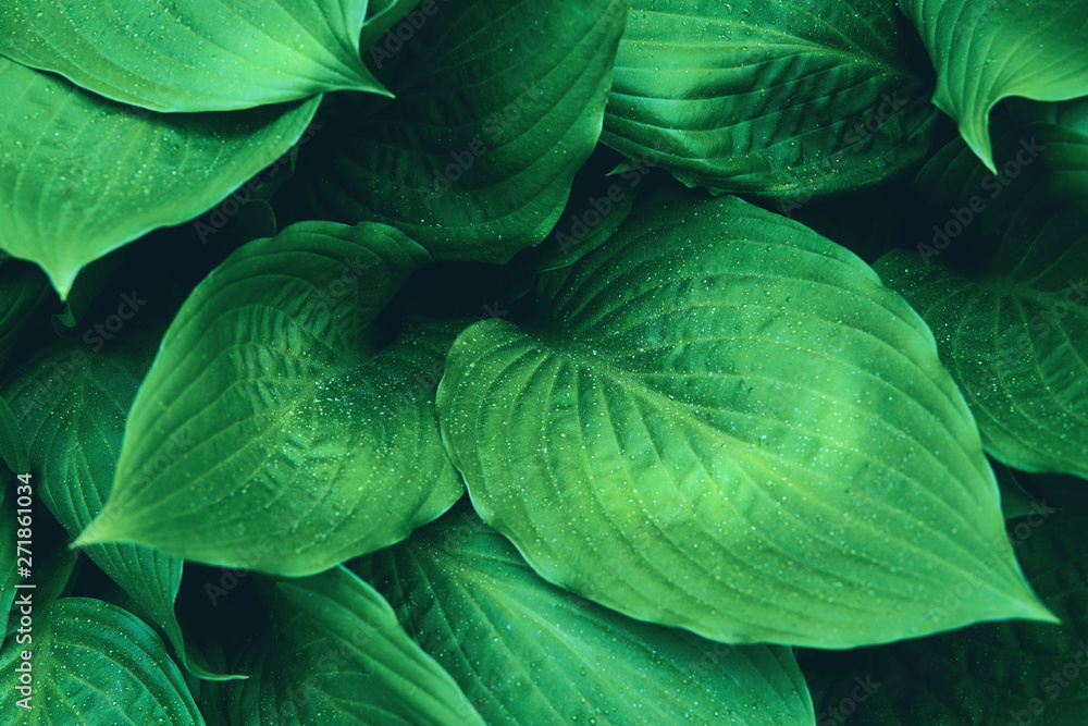 Obraz premium Green foliage with raindrops. Color of the year 2019. Close up.