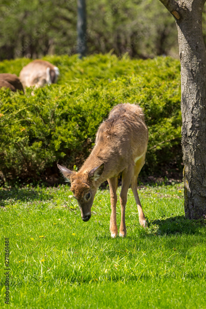 Young whitetail deer standing with legs close together, looking for dandelions Young whitetail deer standing with legs close together, looking for dandelions