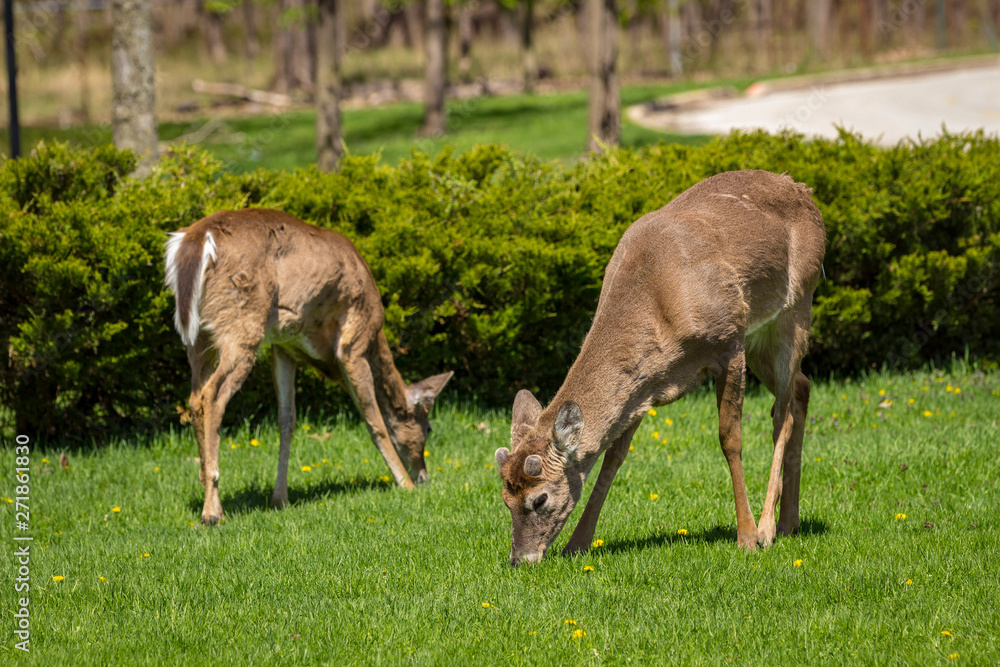 Two young whitetail deer one facing camera and the other turned away, grazing on dandelions in an urban park. Two young whitetail deer one facing camera and the other turned away, grazing on dandelions in an urban park.