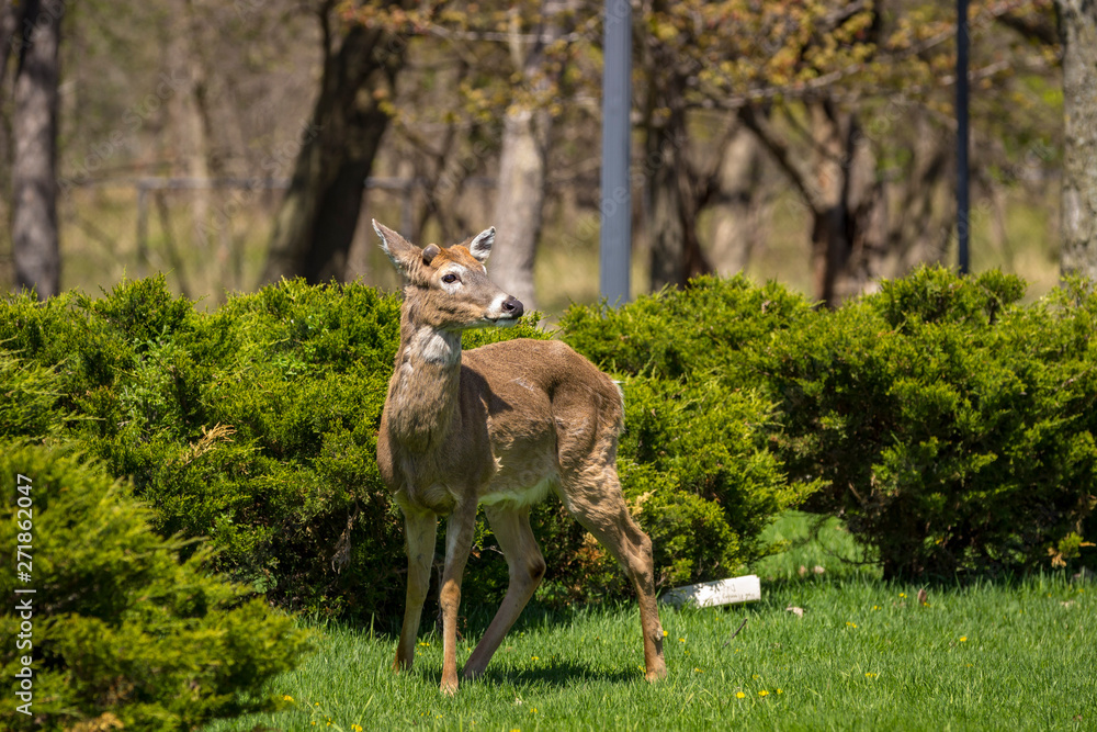 Young male whitetail deer stands at attention looking toward camera right Young male whitetail deer stands at attention looking toward camera right
