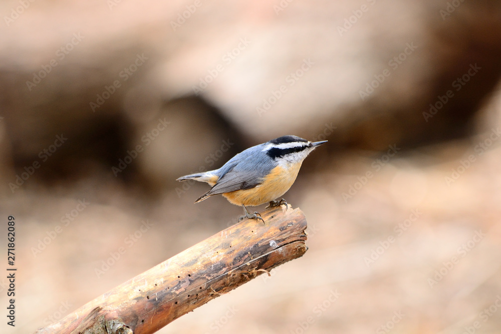 Redbreasted Nuthatch Redbreasted Nuthatch