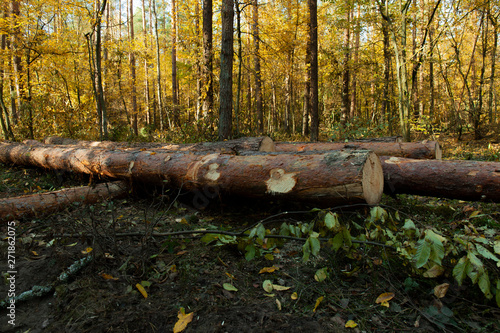 Cut logs laying in the middle of the forest