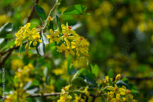 Yellow flowers of golden currant (Ribes aureum). Buffalo Currant in orchard. Spring season.