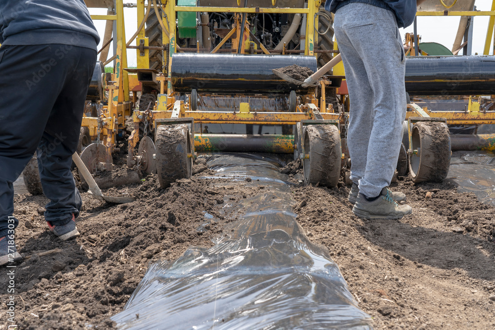 Two Farm Workers Working Behind The Tractor - Plastic Mulch Bed Laying Two Farm Workers Working Behind The Tractor - Plastic Mulch Bed Laying