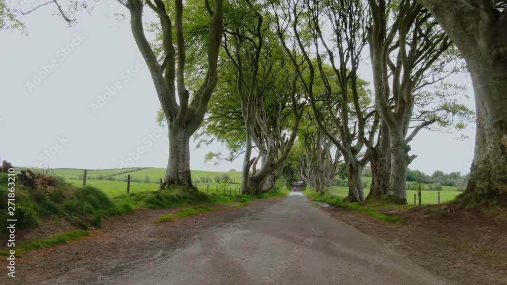 Dark Hedges of Stranocum in North Ireland - travel photography Dark Hedges of Stranocum in North Ireland - travel photography