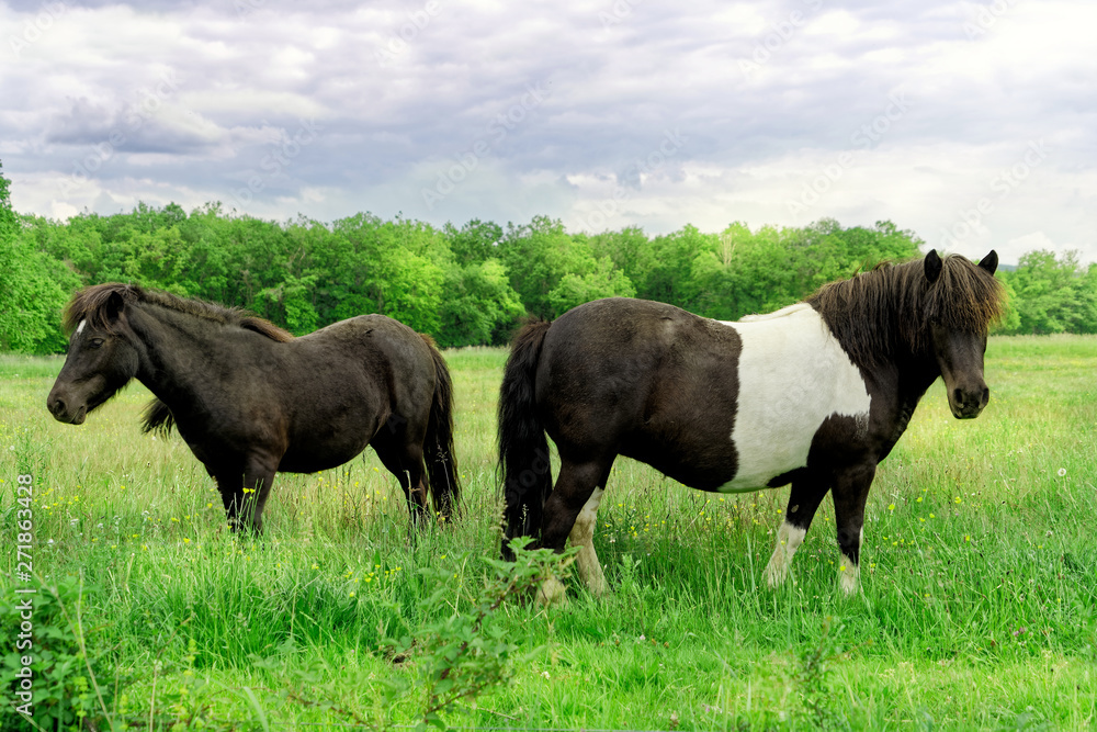 two ponies in the summer meadow two ponies in the summer meadow