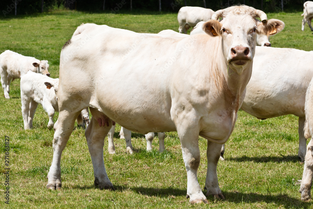 White cows in Auvergne, Charolais, Cuzieu, France White cows in Auvergne, Charolais, Cuzieu, France