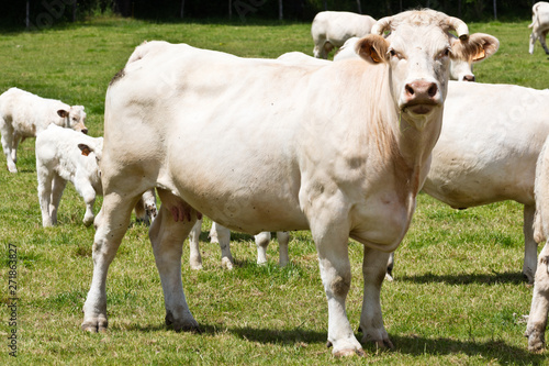 Cuadro en lienzo White cows in Auvergne, Charolais, Cuzieu, France