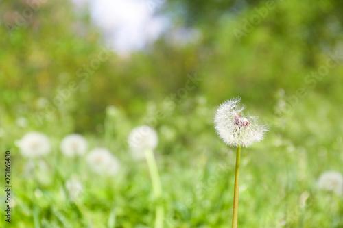 Closeup view of dandelion on green meadow  space for text. Allergy trigger