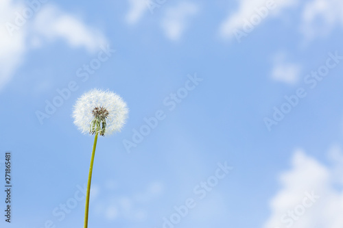 Closeup view of dandelion against blue sky  space for text. Allergy trigger