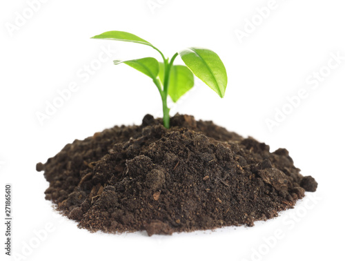 Young seedling in fertile soil on white background
