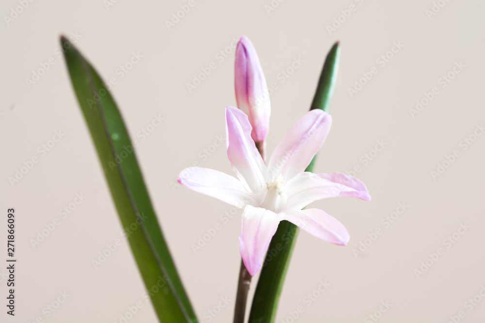 白背景の薄紫の花 白背景の薄紫の花