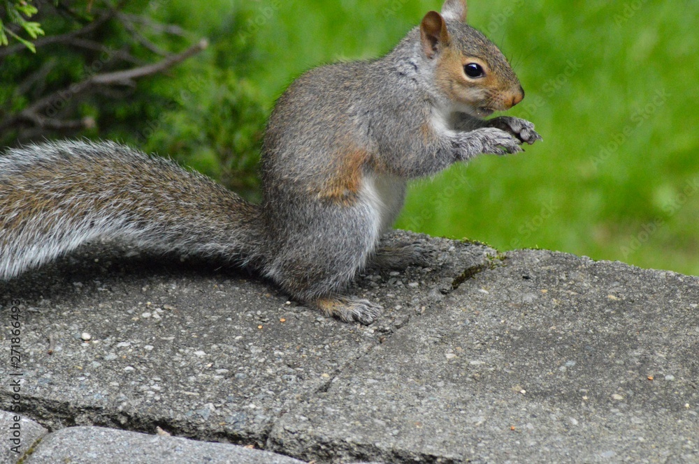 Squirrel Scavenging Squirrel Scavenging