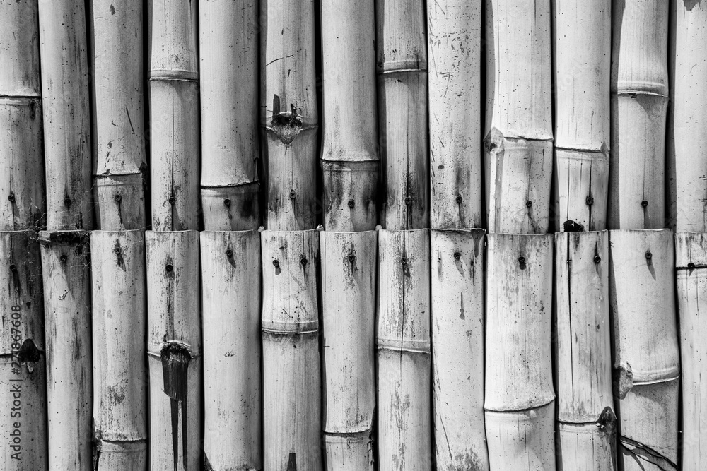 Bamboo Texture Background (black And White) Stock Photo 