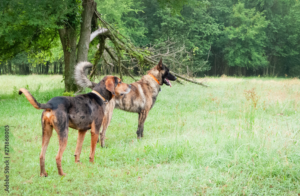 Two large dogs in a green meadow looking alert Two large dogs in a green meadow looking alert