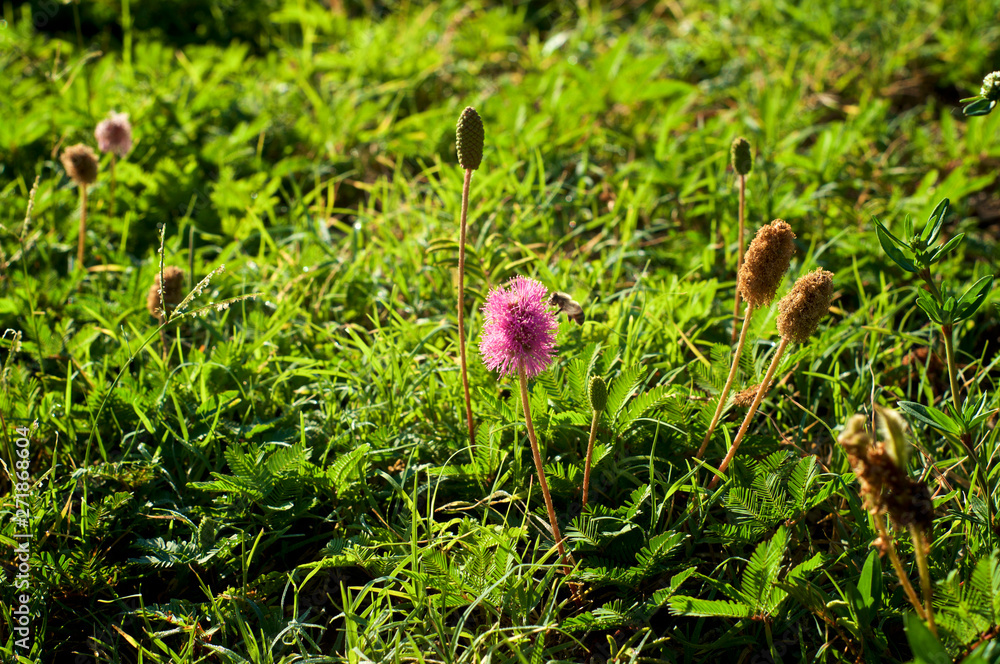 bee collecting pollen from Mimosa strigillosa, ground cover, also known as sunshine mimosa and powderpuff. With purplish-pink flowers in bloom on a sunny morning. bee collecting pollen from Mimosa strigillosa, ground cover, also known as sunshine mimosa and powderpuff. With purplish-pink flowers in bloom on a sunny morning.