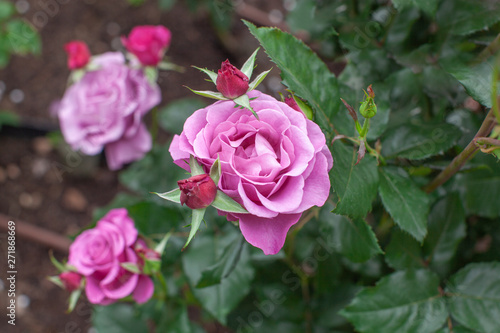 赤みのある紫色のバラの花